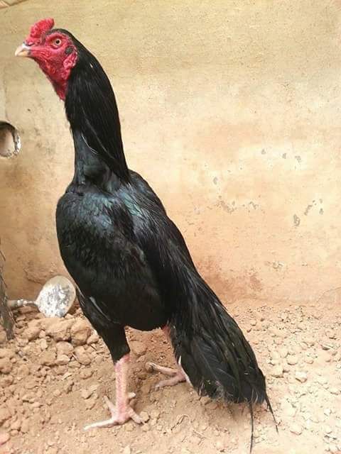 Rare Photos of Kocks