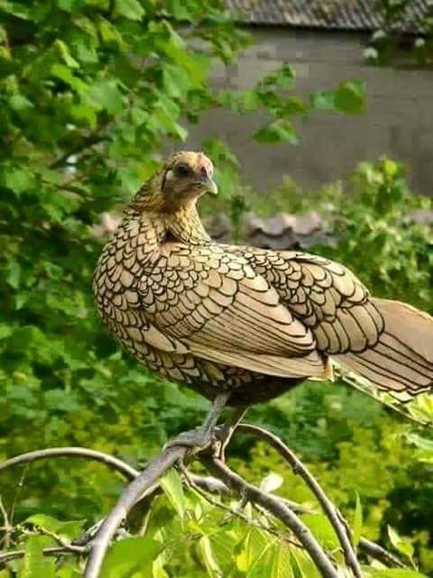 Rare Photos of Kocks