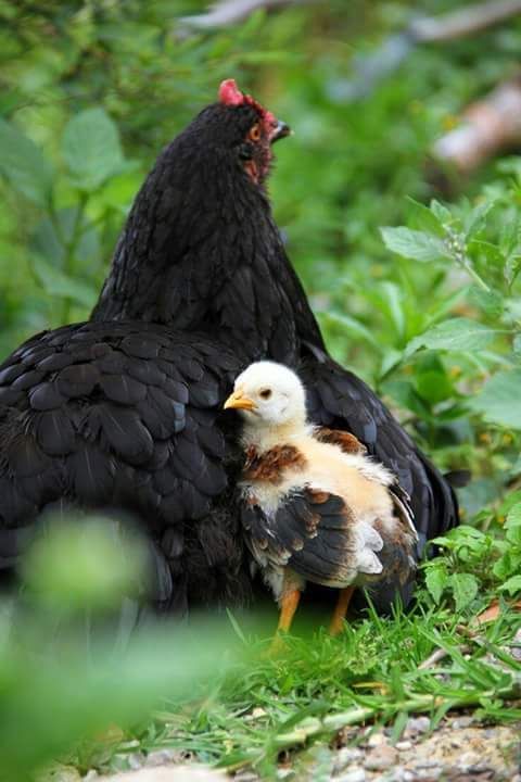 Rare Photos of Kocks