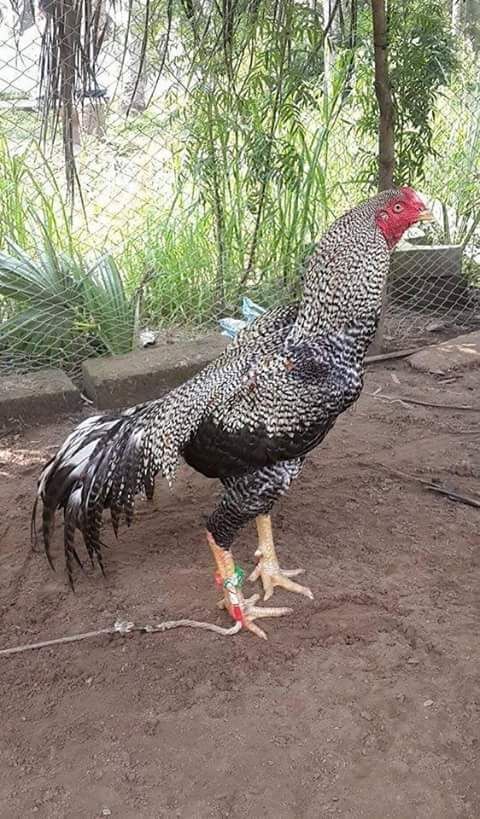 Rare Photos of Kocks