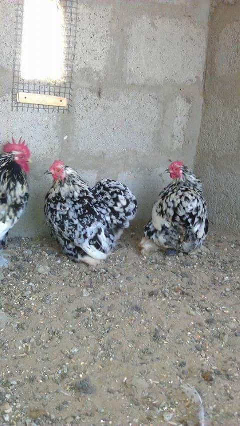 Rare Photos of Kocks