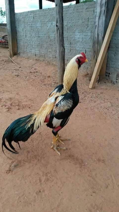 Rare Photos of Kocks