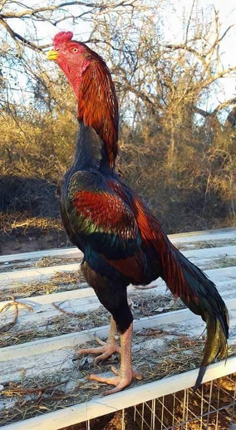 Rare Photos of Kocks