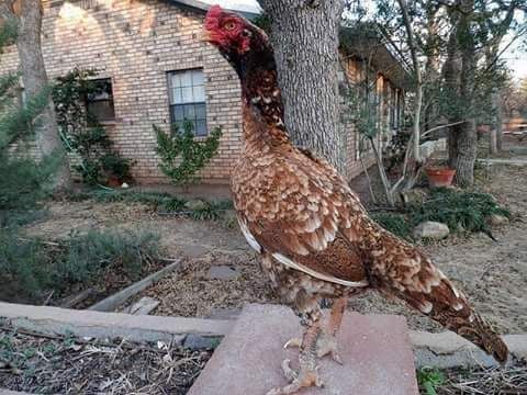 Rare Photos of Kocks