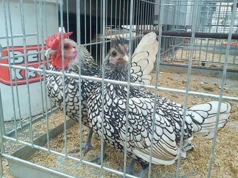 Rare Photos of Kocks