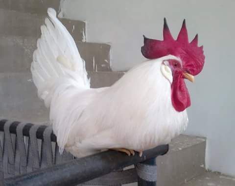 Rare Photos of Kocks