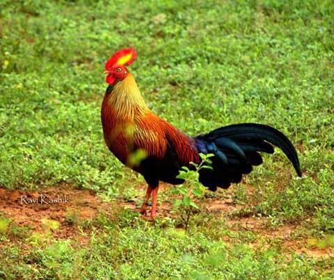 Rare Photos of Kocks