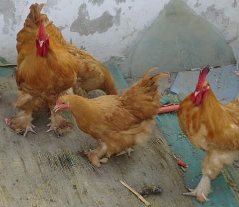 Rare Photos of Kocks