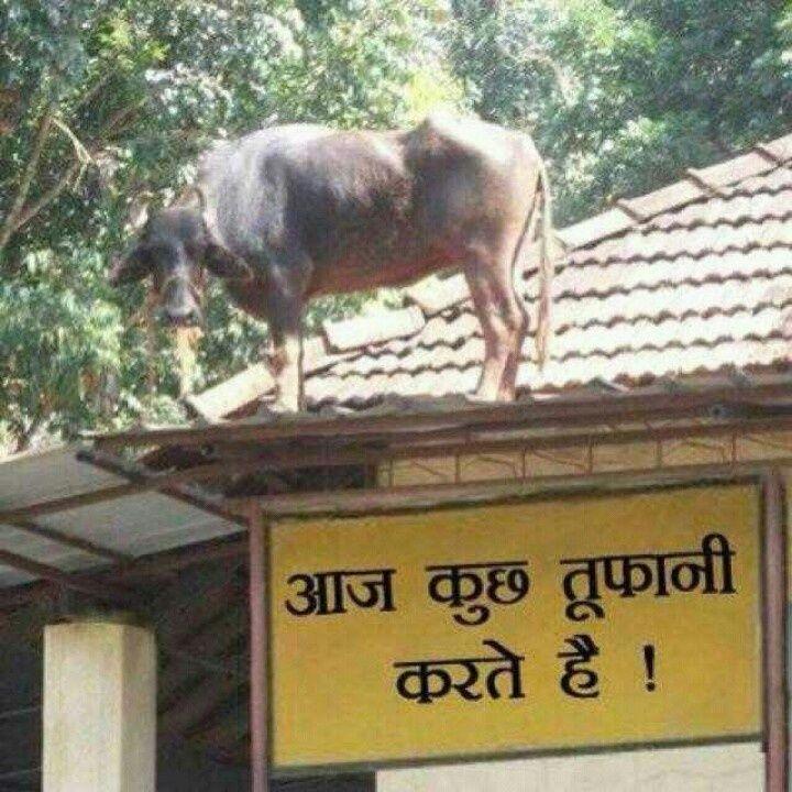 Top Most Viral Funny Images of 2015