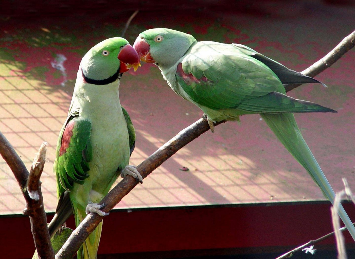 Unseen World Wide Parrots