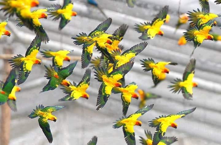Unseen World Wide Parrots 
