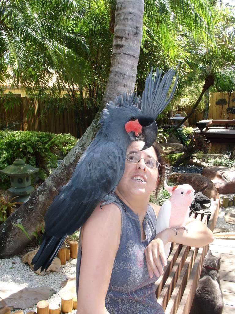 Unseen World Wide Parrots 