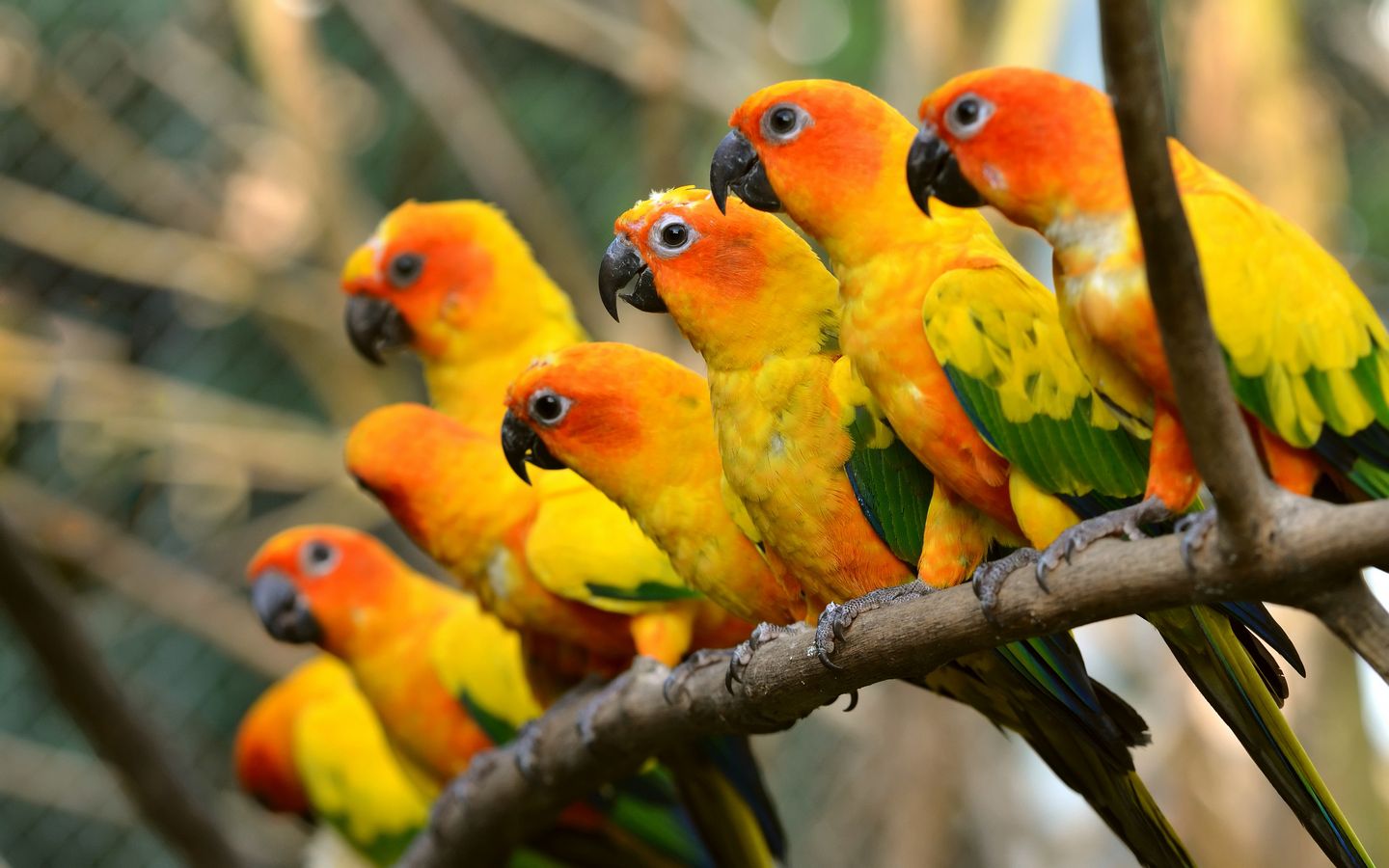 Unseen World Wide Parrots 