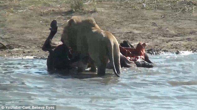 wow Lion pulls an unborn foetus from a buffalo Photos