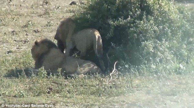 wow Lion pulls an unborn foetus from a buffalo Photos
