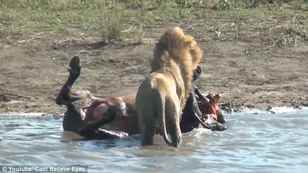 wow Lion pulls an unborn foetus from a buffalo Photos