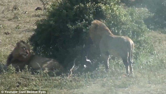 wow Lion pulls an unborn foetus from a buffalo Photos