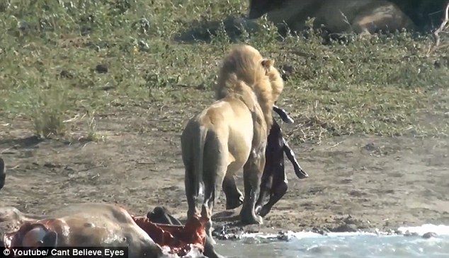 wow Lion pulls an unborn foetus from a buffalo Photos