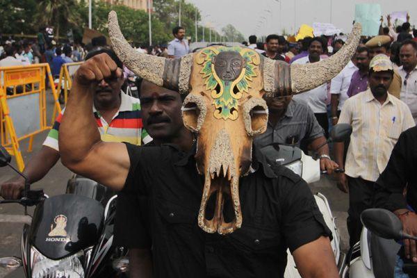 Photos All Tamilians Protesting In A Gandhian Way For Jallikattu