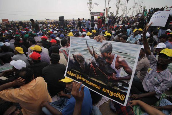 Photos All Tamilians Protesting In A Gandhian Way For Jallikattu