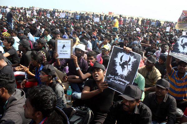 Photos All Tamilians Protesting In A Gandhian Way For Jallikattu