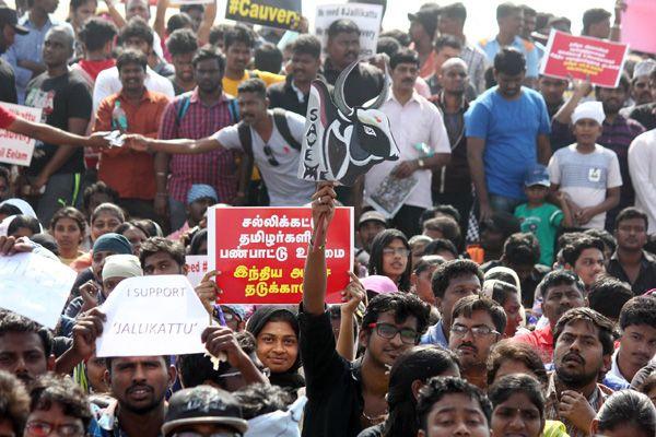 Photos All Tamilians Protesting In A Gandhian Way For Jallikattu