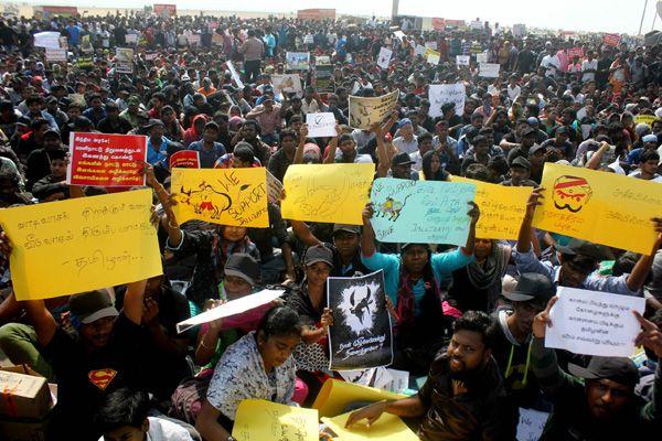 Photos All Tamilians Protesting In A Gandhian Way For Jallikattu