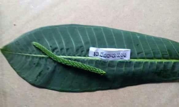 Types of Patri used in Ganesha Chaturthi
