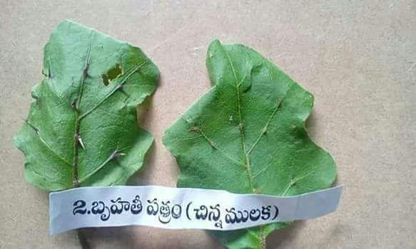Types of Patri used in Ganesha Chaturthi