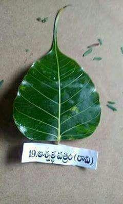Types of Patri used in Ganesha Chaturthi