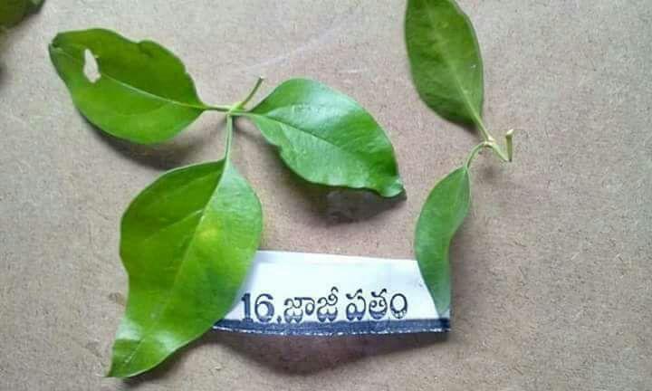 Types of Patri used in Ganesha Chaturthi