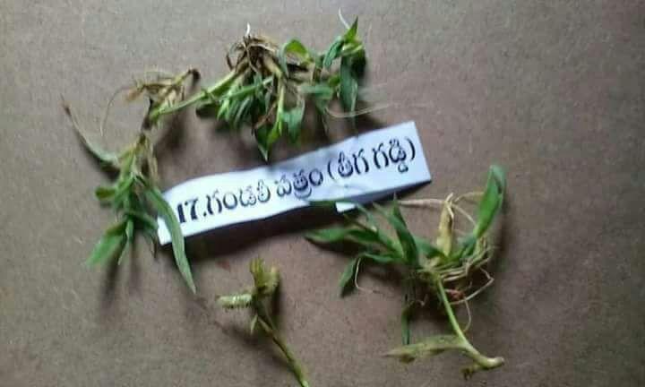 Types of Patri used in Ganesha Chaturthi