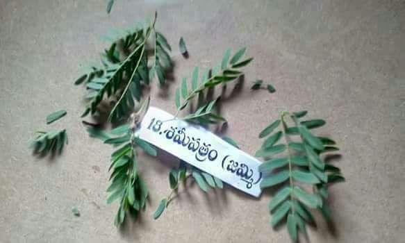 Types of Patri used in Ganesha Chaturthi