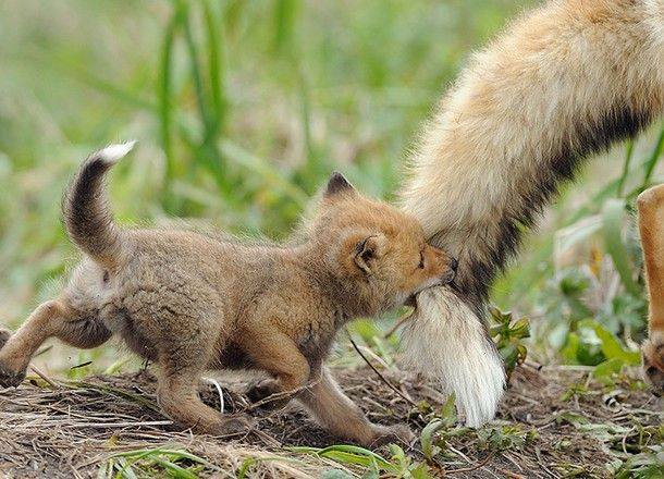Animal Moms With Their Babies Photos