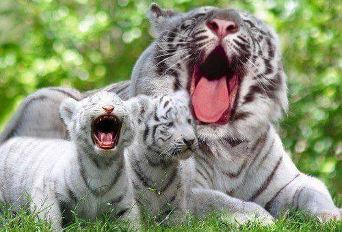 Animal Moms With Their Babies Photos