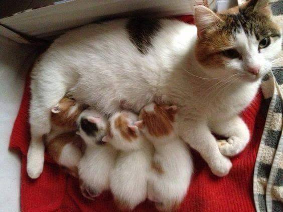 Animal Moms With Their Babies Photos