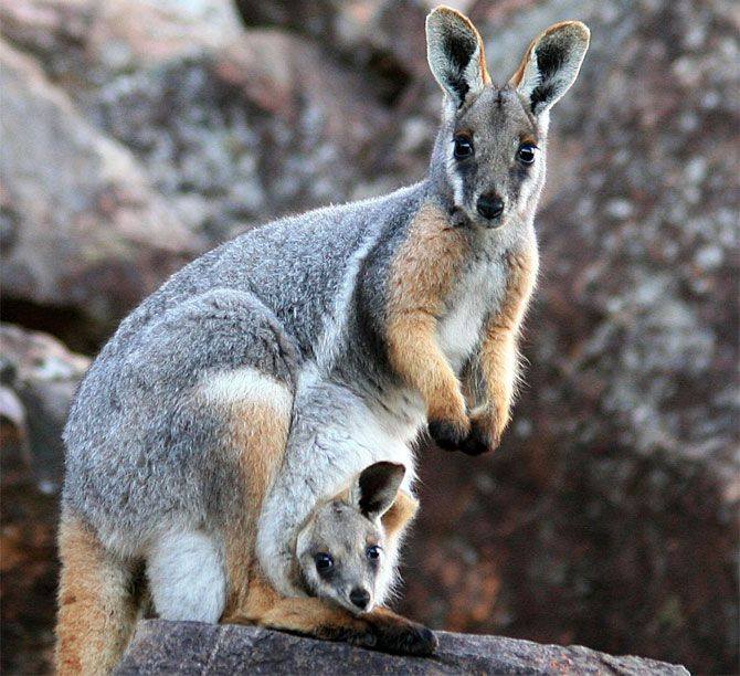 Animal Moms With Their Babies Photos