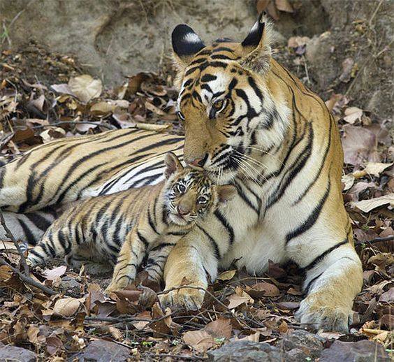 Animal Moms With Their Babies Photos