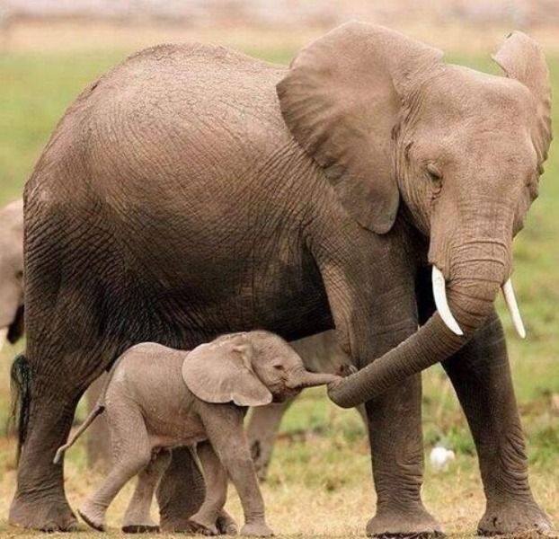 Animal Moms With Their Babies Photos