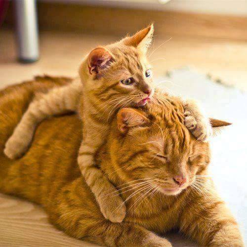 Animal Moms With Their Babies Photos