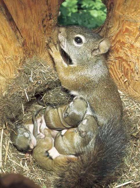 Animal Moms With Their Babies Photos