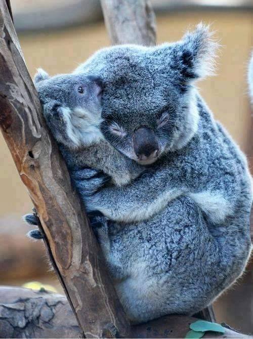 Animal Moms With Their Babies Photos