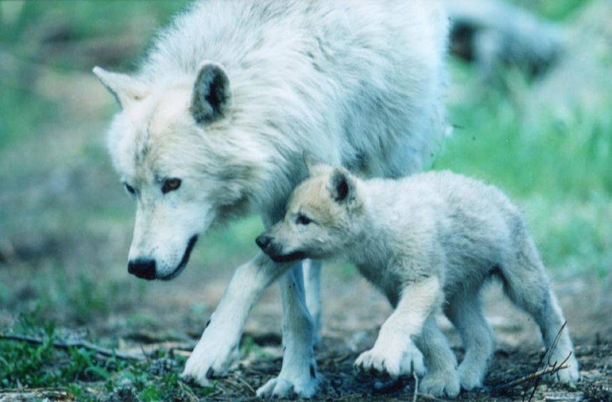 Animal Moms With Their Babies Photos