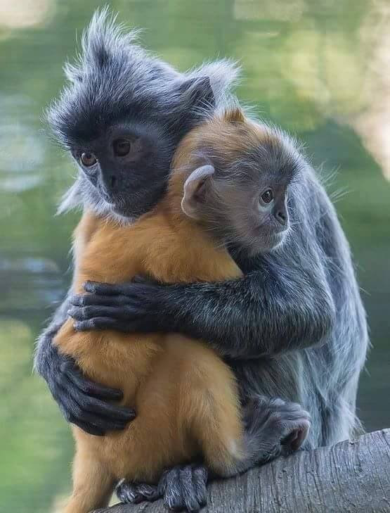 Animal Moms With Their Babies Photos