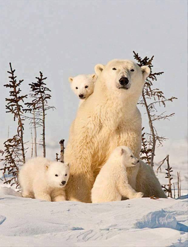 Animal Moms With Their Babies Photos