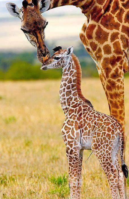 Animal Moms With Their Babies Photos