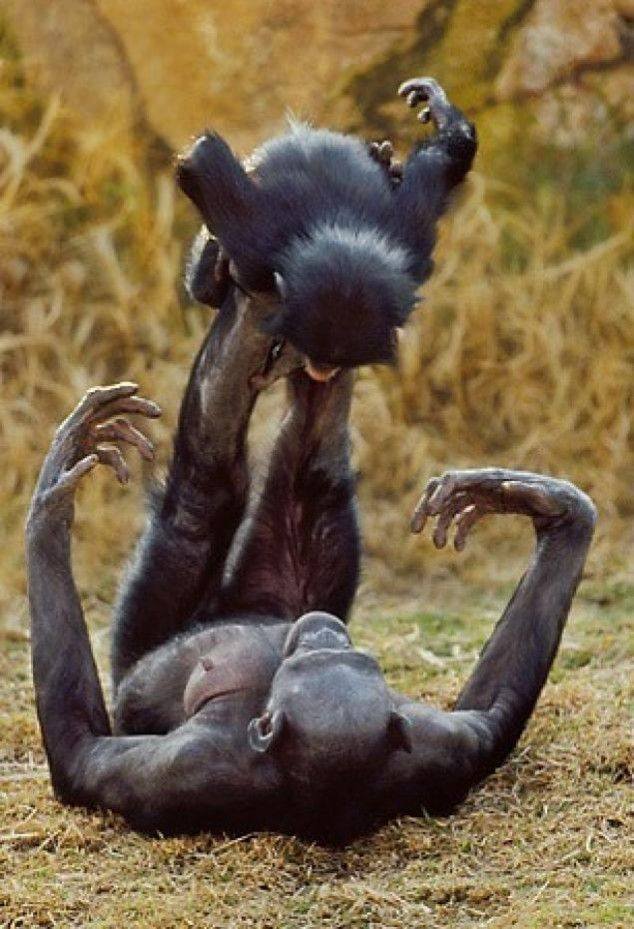 Animal Moms With Their Babies Photos
