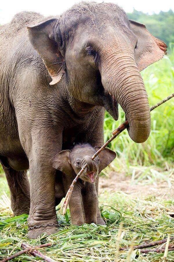 Animal Moms With Their Babies Photos