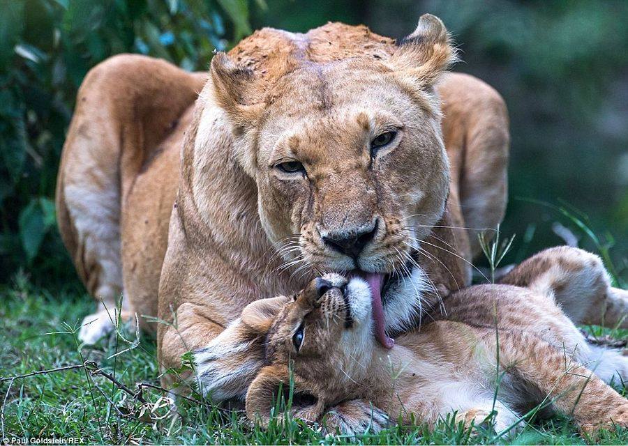 Animal Moms With Their Babies Photos