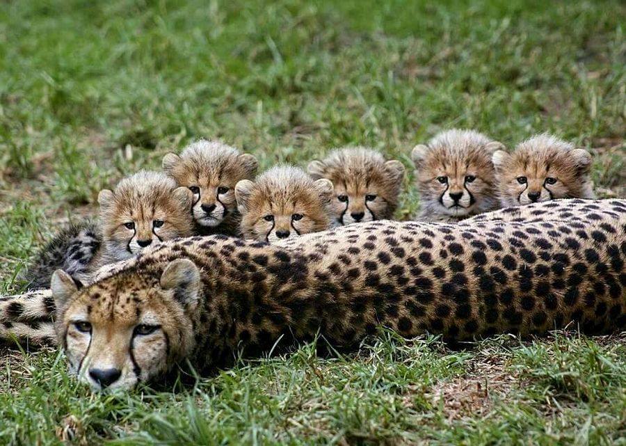 Animal Moms With Their Babies Photos